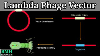 Lambda Phage Vector  Gene Cloning Using Lambda Phage Vector  lambda Cloning Vector [upl. by Lonny]