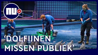 Manager Dolfinarium Dolfijnen lijken bezoekers te missen  NUnl [upl. by Cresa]