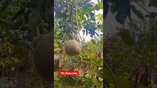 বেলবel or Wood apple Eegle marmelos viralvideo nature mrbeast world bangladesh india [upl. by Ydnir]