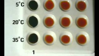 How Temperature affects enzyme activity [upl. by Reiners697]