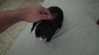 Little Bunny getting So Angry   Funny Video [upl. by Ahsenrat]