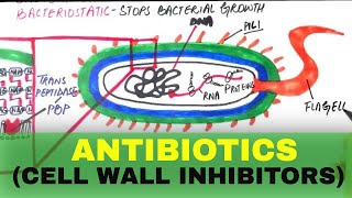 Pharmacology 6 ANTIBIOTICS  Cell Wall Inhibitors [upl. by Wavell]