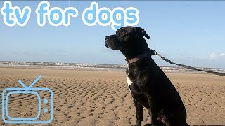 Dog TV Keep Your Dog Entertained and Happy with Videos for Dogs [upl. by Ecyoj]