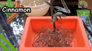 Making Cinnamon Bonsai  From Nursery stock [upl. by Kohn302]