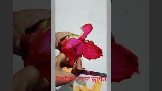 Fresh red Dragon short fruit dragon fruitcutting [upl. by Inaffyt]