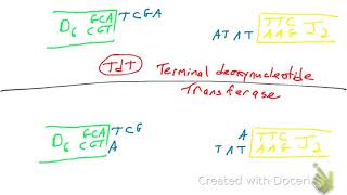 Junctional Diversity [upl. by Evslin]