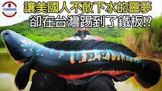 生物放大鏡 吞食人類與寵物的quot弗蘭肯魚quot  美國人不敢下水的quot噩夢quot  在台灣卻即將被消滅 [upl. by Macintyre]