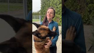 Pies K9 w domu malinois behawiorysta szkoleniepsow rodzinnypies [upl. by Nylatsirhc]