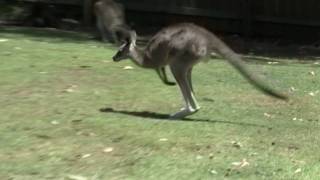 Eastern Grey Kangaroo Macropus giganteus in Lone Pine Koala Sanctuary jumping in Slow Motion [upl. by Leizahaj]