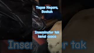 Terus berjuang bekerjadenganhati inseminasibuatan cow [upl. by Jehovah]