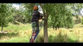 Pollarding Young Willows in a Fodder Block [upl. by Novyad]