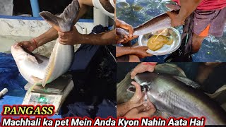 how to breeding panguss fish Machhali ka pet Mein Anda Kyon Nahin Hota Hai catfish fish bigfish [upl. by Polard452]