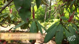 Discovering Rhododendron in the Garden of Rhododendron Breeder Joe Bruso [upl. by Ahseina]