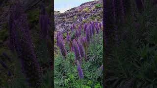 Pride of Madeira Echium candicans  Massaroco [upl. by Aniaz620]