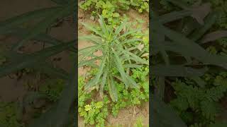 Horseweed erigern canadensisgardenplants gardeninggardennature [upl. by Enytsuj]