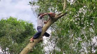 Cưa cây Mù U khá to gần đường dây điện và đây là cách Anh Hiền xử lýCut down Calophyllum inophyllum [upl. by Isabelle725]