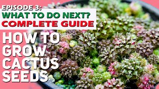 How to grow cactus seeds EPISODE 3  WHAT TO DO AFTER SOWING II COMPLETE GUIDE from day 1 [upl. by Iztim705]