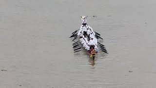 August82024Royal Barge Procession2 [upl. by Ernald]