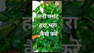 money plant care tipsgarden best plants [upl. by Luo]