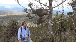 Rediscovery of Nepenthes paniculata in New Guinea [upl. by Judon]