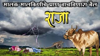 मालक मालकिणीचे प्राण वाचवणारा बैल राजा Raja  A bull saves its owner [upl. by Cattan]