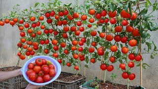 How to grow tomatoes fast and big fruit at home [upl. by Inaluiak542]