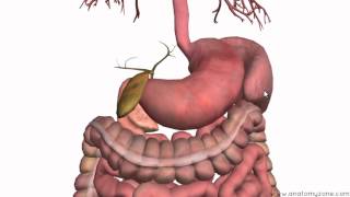 Introduction to the Digestive System Part 3  Intestines and Beyond  3D Anatomy Tutorial [upl. by Akenna109]