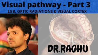 Visual Pathway3 Lateral Geniculate Body Optic Radiations amp Visual cortex [upl. by Rolland]