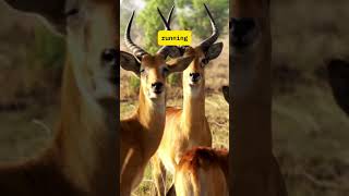 The Amazing Jumping Abilities of the Impala Antelope [upl. by Sands]