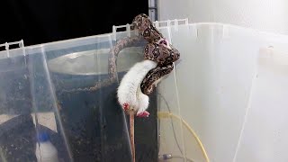 Small Snake vs Bigger Rat  Warning Small Boa Live Feeding [upl. by Wilterdink]