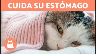 REMEDIOS CASEROS para el DOLOR de ESTÓMAGO en GATOS 🐱✅ [upl. by Hermon]