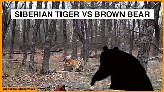 Asiatic Black Bear chasing an Amur Tigress  Rare camera trap footage [upl. by Ayotas]