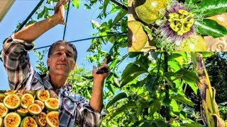 Passion Fruit Vine Frederick  Old vs New Trellis Systems  Nutritional Value  Propagation [upl. by Tteve]