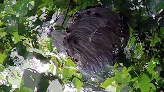 WASP HORNET NEST DESTROYED [upl. by Muna133]