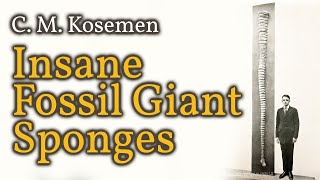 🧽Insane Fossil Giant Sponges amp Others🧽 [upl. by Emilie111]