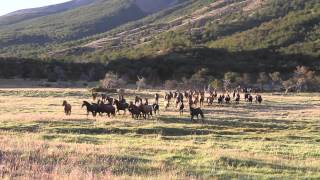 CABALLOS SALVAJES 2014 TORRES DEL PAINE  WILD HORSES PATAGONIA [upl. by Lrak601]