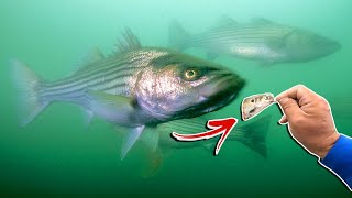 Catching Striped Bass with Cut Bait [upl. by Adnoraj34]