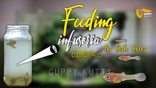 Feeding infusoria to fish fries  Guppy Kutty  infusoria culture guppykutty infusoria livefood [upl. by Chesna921]