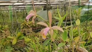 Cattleya forbesii [upl. by Irtak376]