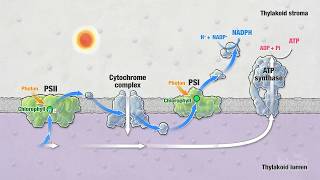 Photosynthesis Part 5 Light Reactions  HHMI BioInteractive Video [upl. by Eiramanin]