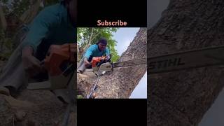 Stihl Ms 881 😱😱😱 shortsfeed trending viralvideo shorts [upl. by Rentschler]