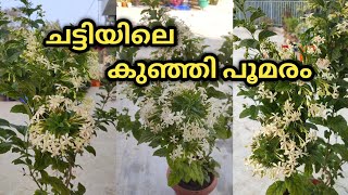 പൂമരം ഇനി ചട്ടിയിലും വളർത്താംClerodendrum Calamitosum Plant Care amp Propagationനല്ല മണമുള്ള പൂക്കൾ [upl. by Yarehs927]