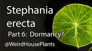 Stephania erecta Plant Care 6 Next Steps [upl. by Sirapal318]