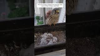 This kind family helped two kestrels take care of their chicks and then animalshorts [upl. by Lorelle113]