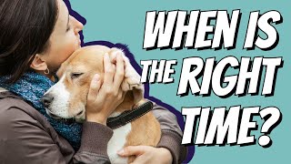 When is the right time to euthanize your pet [upl. by Juli]