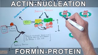 Actin Nucleation by Formin Protein [upl. by Lieno]