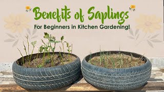 Benefits of Saplings for Vegetable Gardening beginners  Winter Vegetables [upl. by Quartet324]