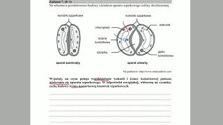 FIZJOLOGIA ROŚLIN  Regulacja otwierania aparatów  ZADANIA MATURALNE Z BIOLOGII 🌱szparkowych [upl. by Anade831]