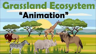 GRASSLAND ECOSYSTEM  Animation [upl. by Anital]