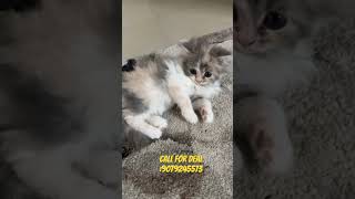 Calico kitten available youtubeshorts shortsviral persiancatcorner [upl. by Nauj405]